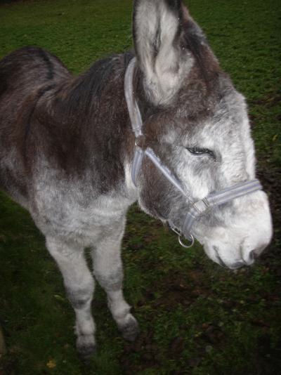 donkey