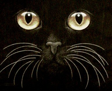 black cat